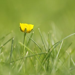 Butterblume...... Sabine Schröder